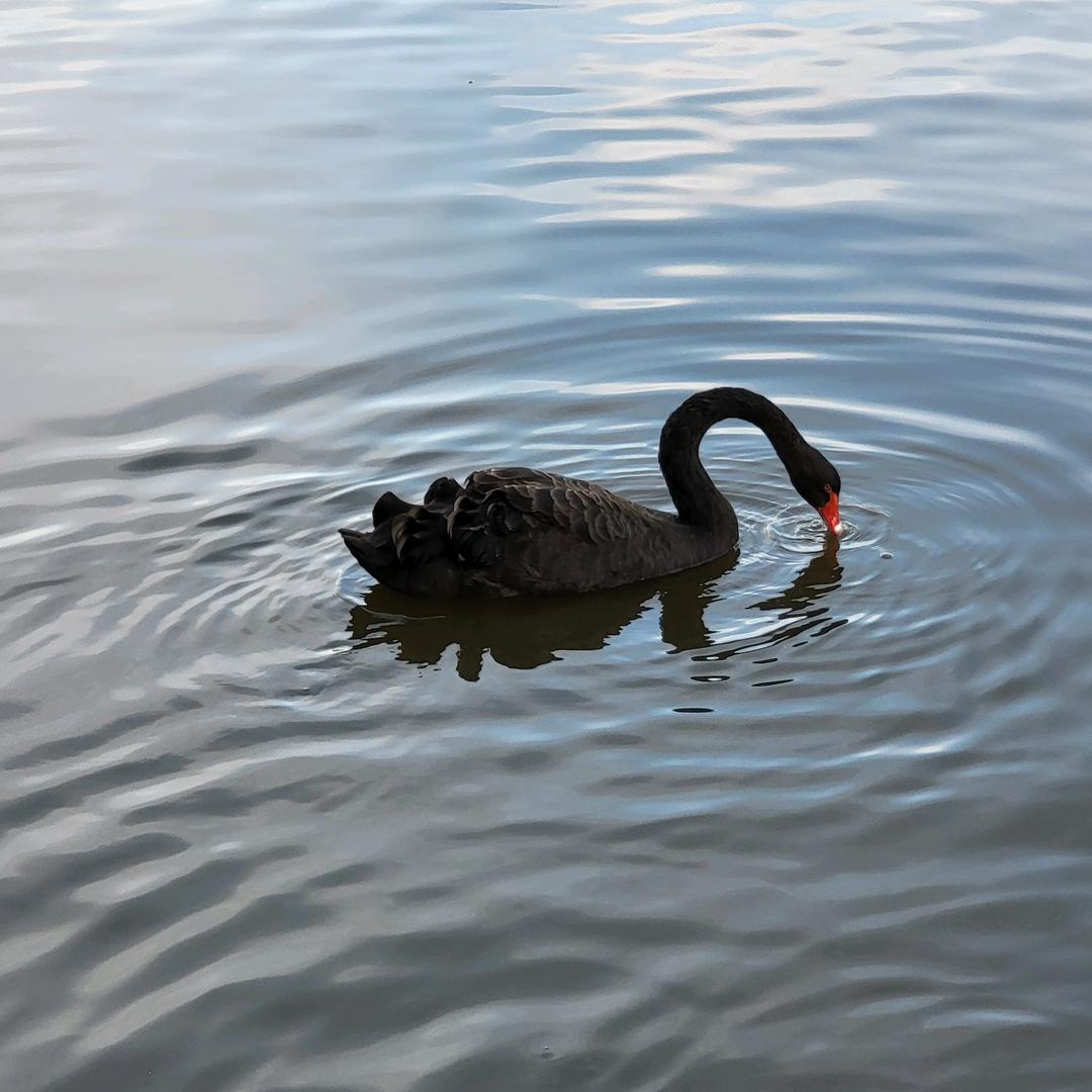 如意如意随我心意