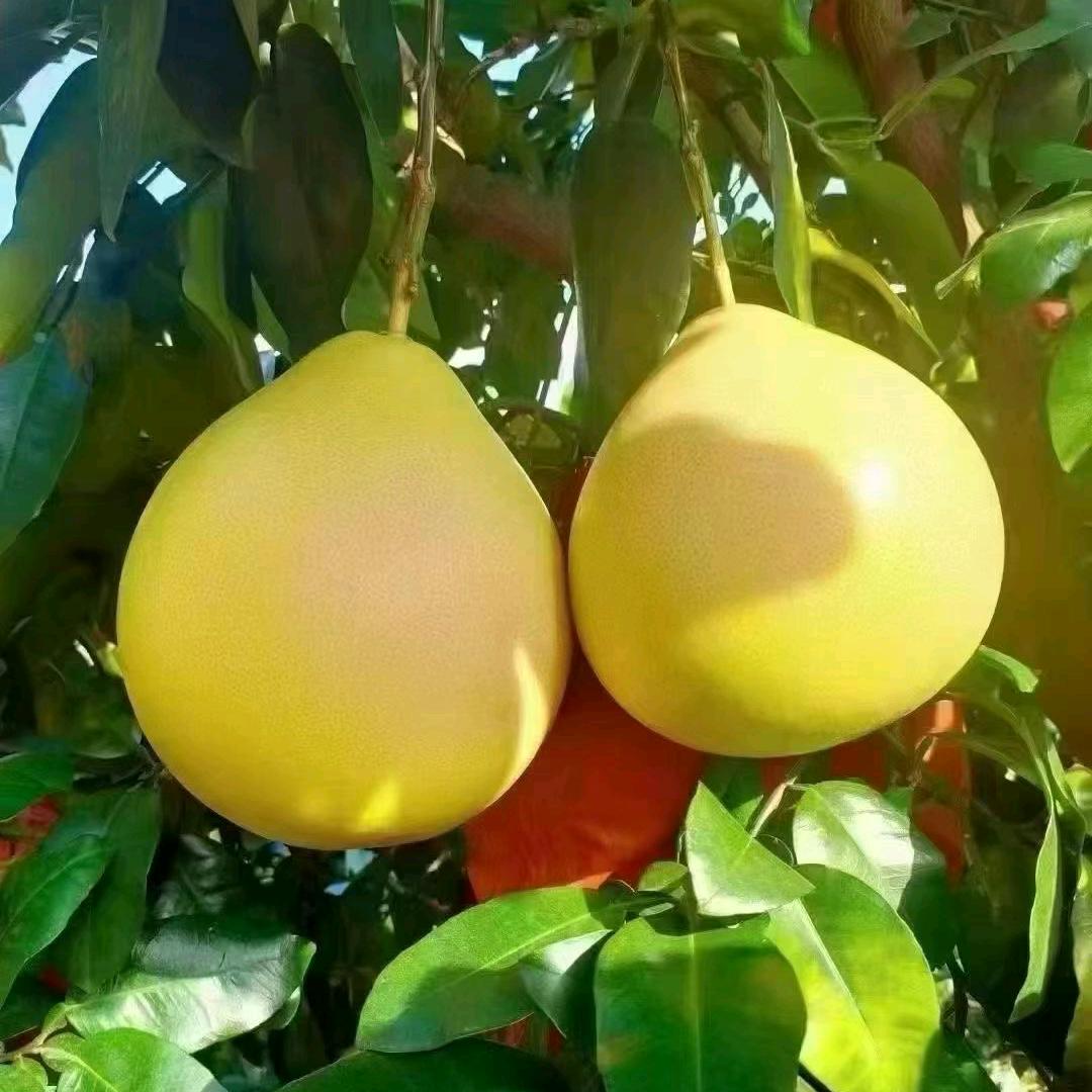 梅州柚子零售批发
