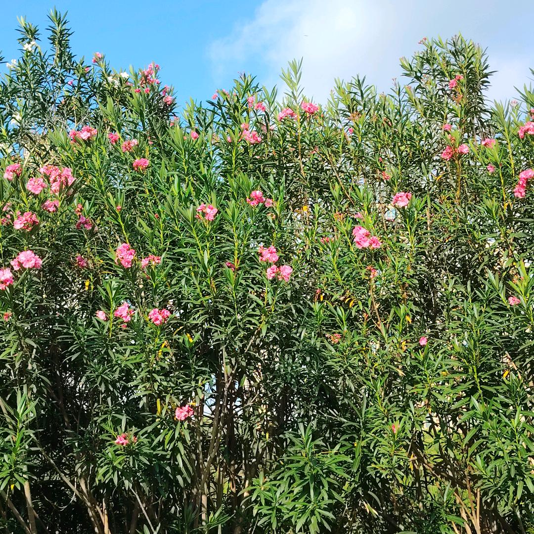 清风☘️☘️☘️☘️
