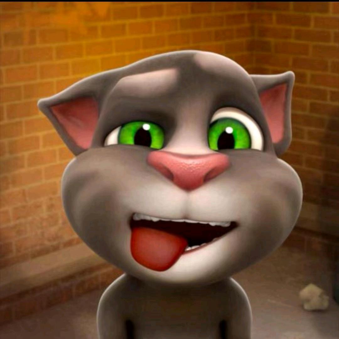 小脸猫
