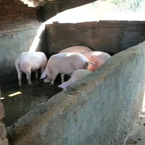 正宗土猪肉