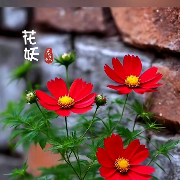 时光清浅处