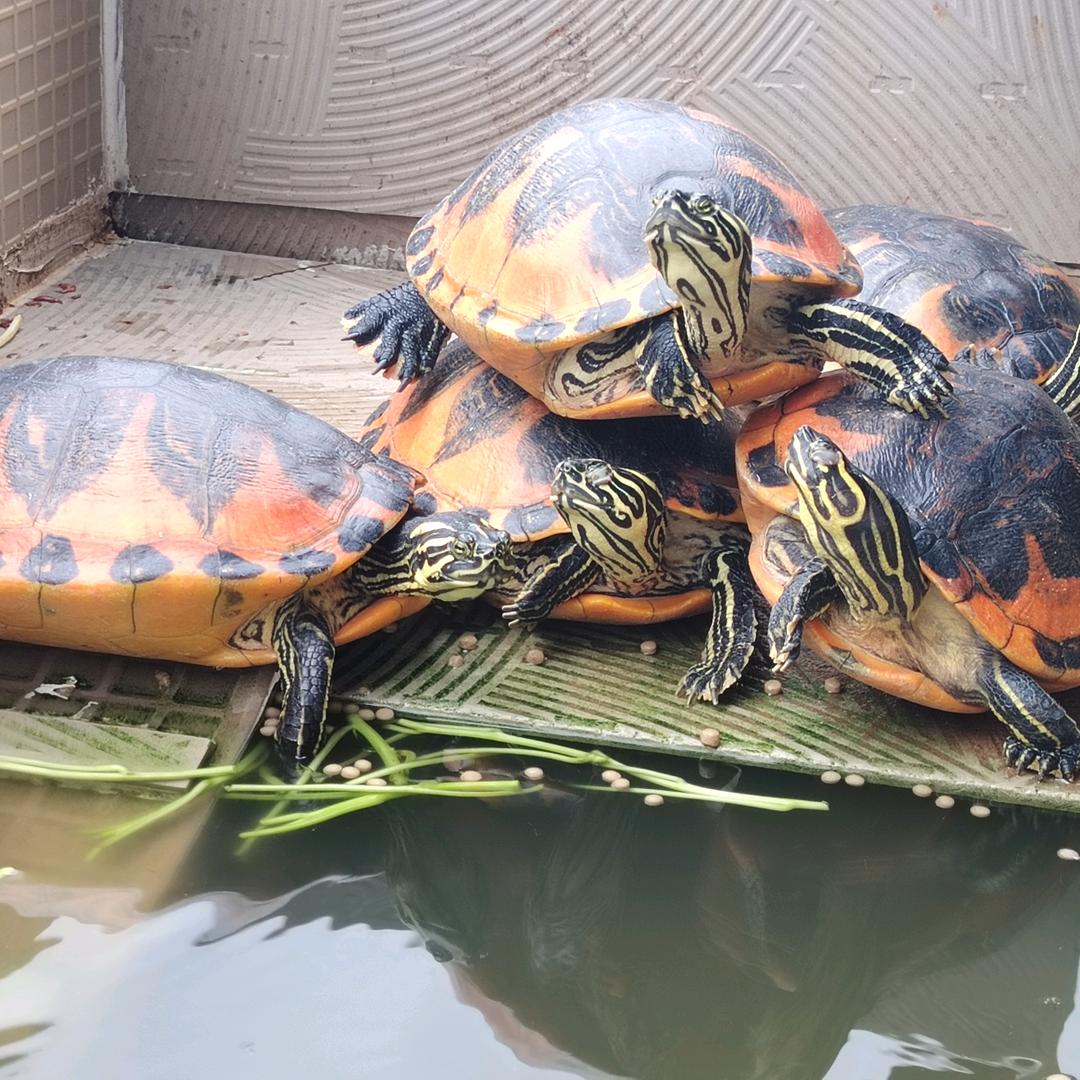 方盛名龟精品店