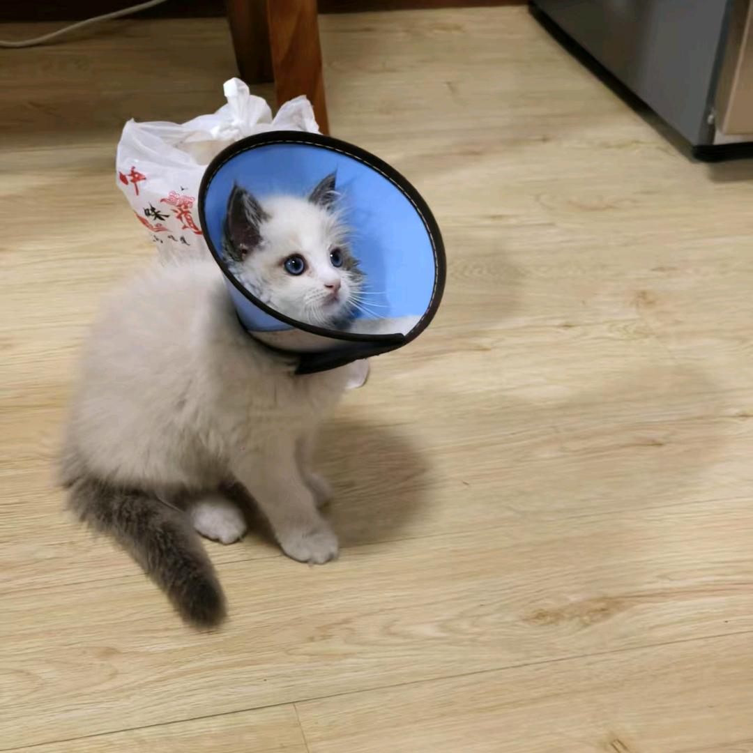 小福的成长日记