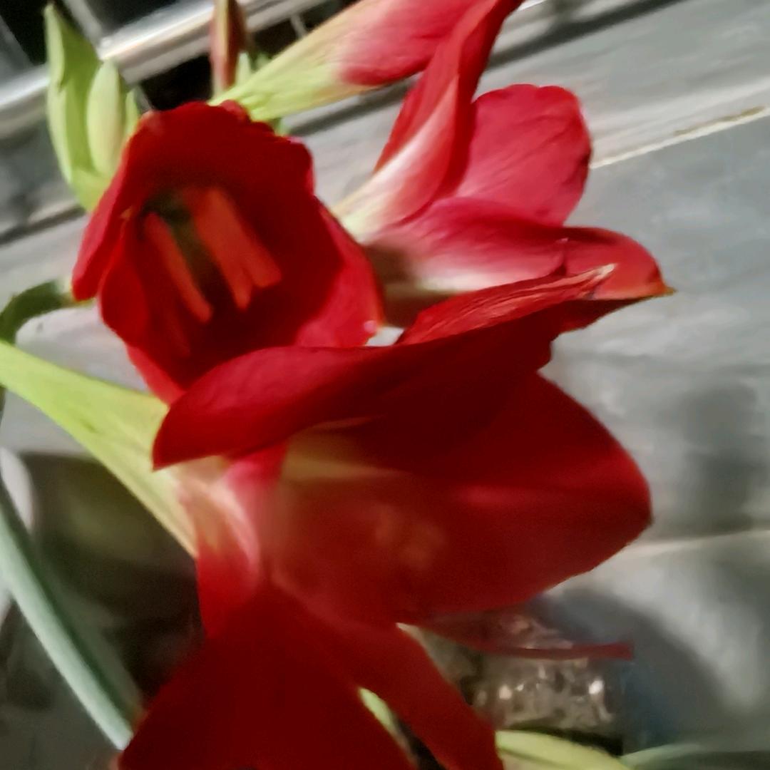 果果爱生活⁹¹¹