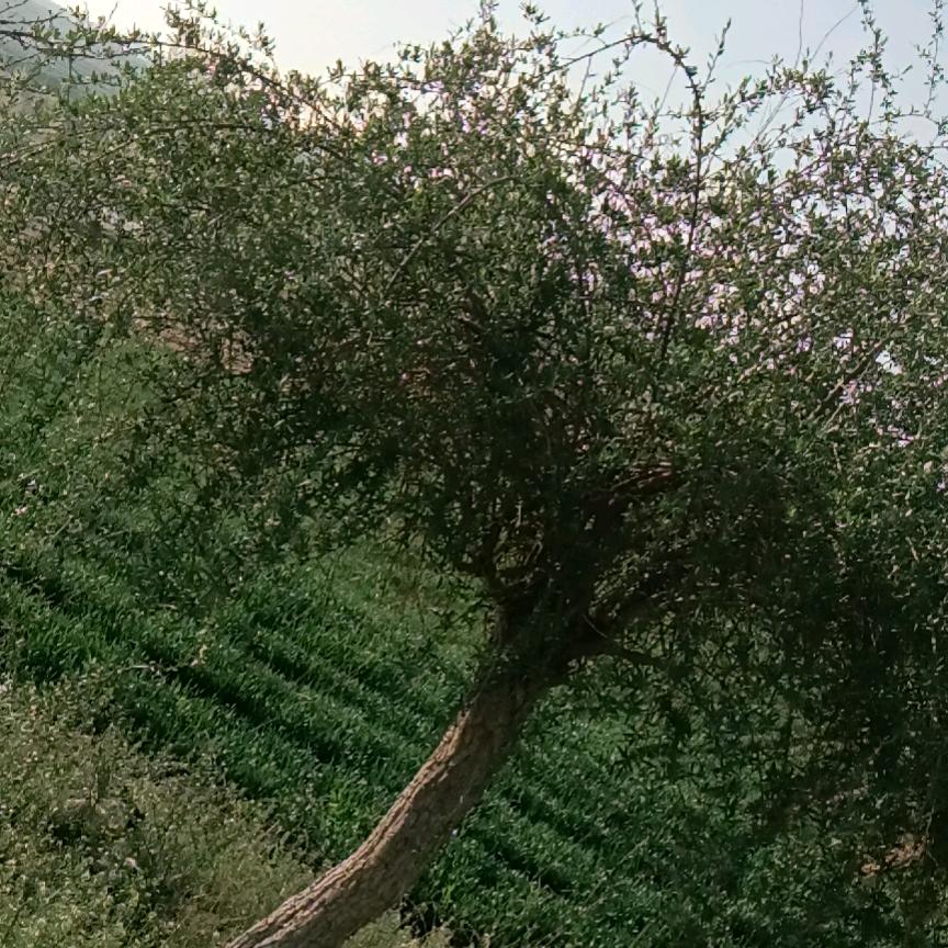 雨晨清荷