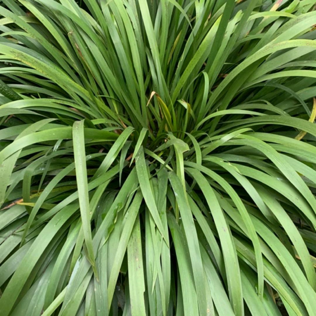 大叶红心石菖蒲专业种植基地(直播号)