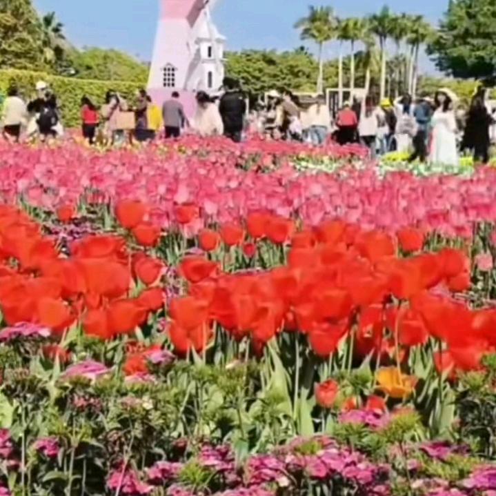 记录生活🌴🌵🍀