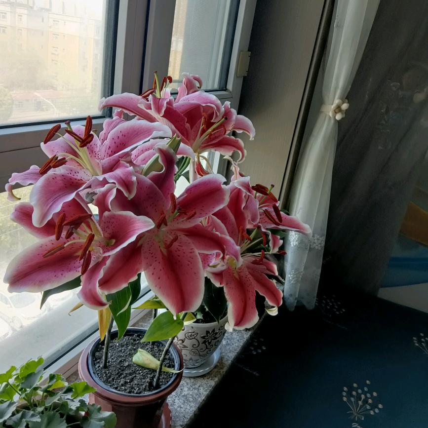 新疆特产批发（老马助农一葡萄干，红枣）