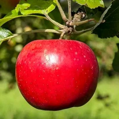 万事如意，心想事成