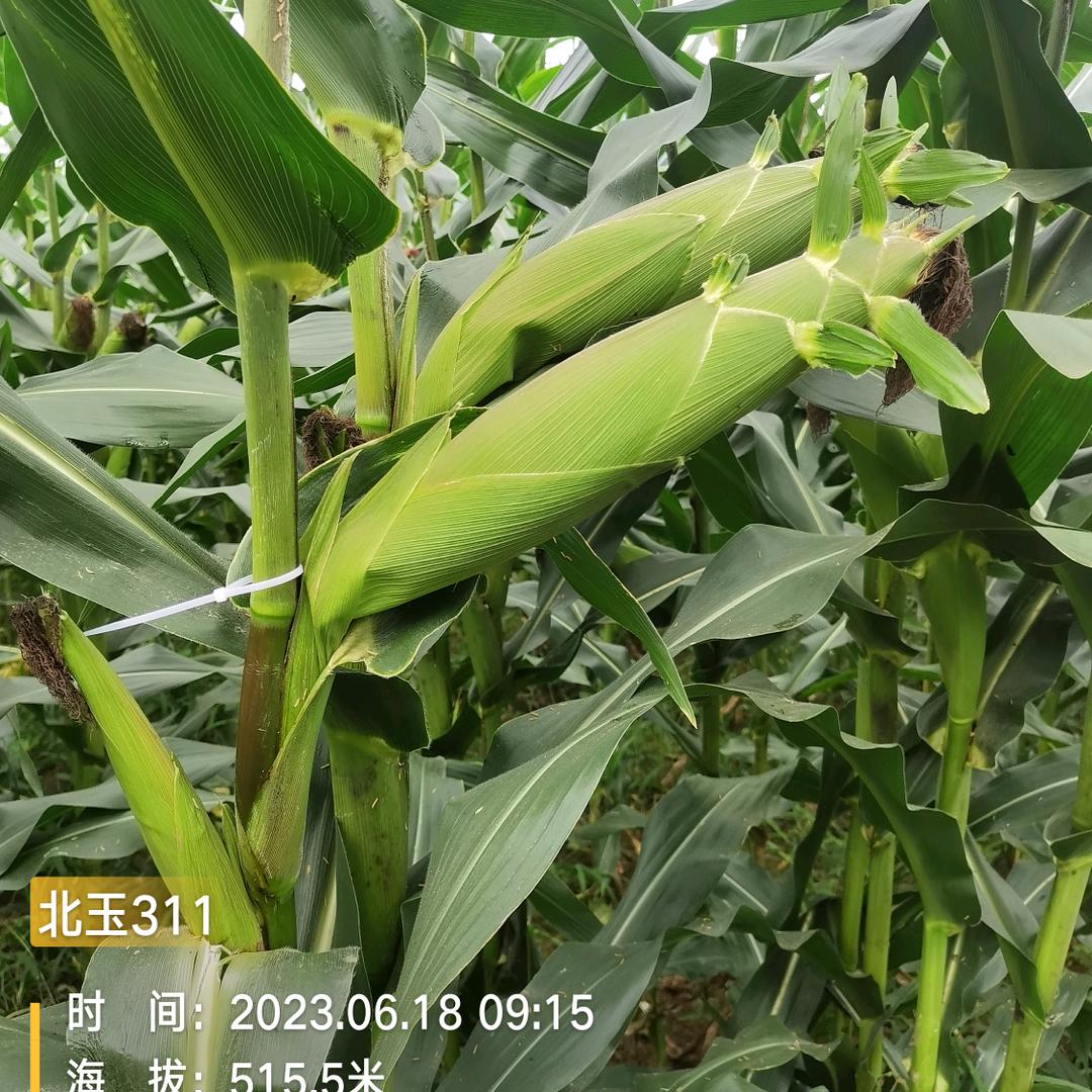 逍遥自在