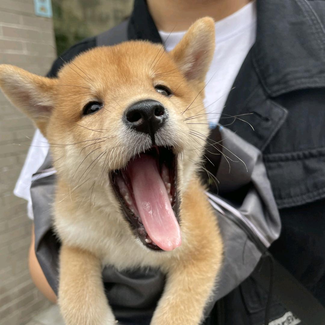 梁辰