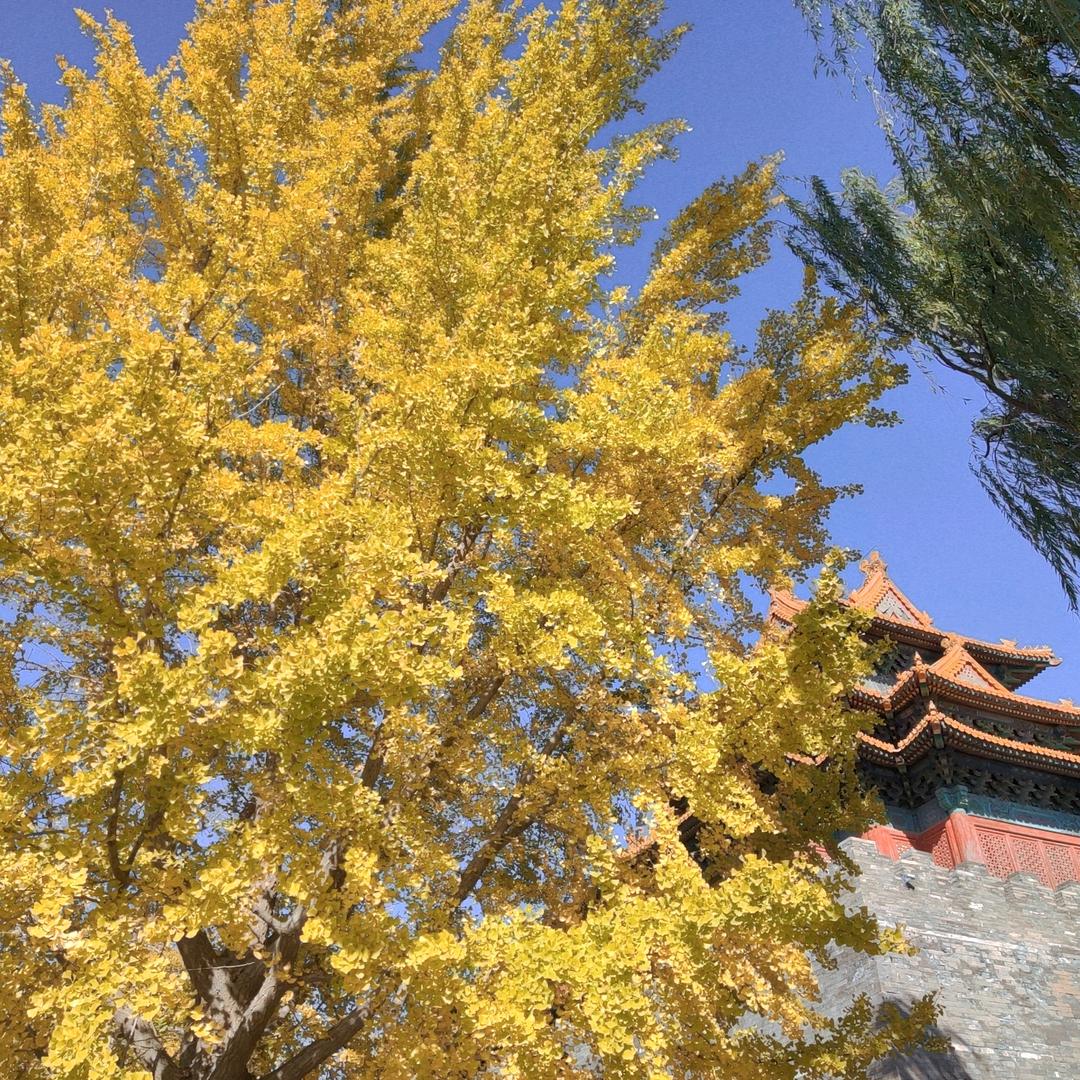 银杏花开