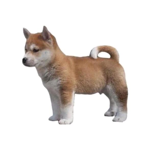 王老丝🤷‍♂️