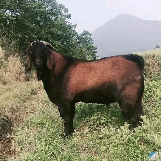 平平安安健康🍎🍎🍎