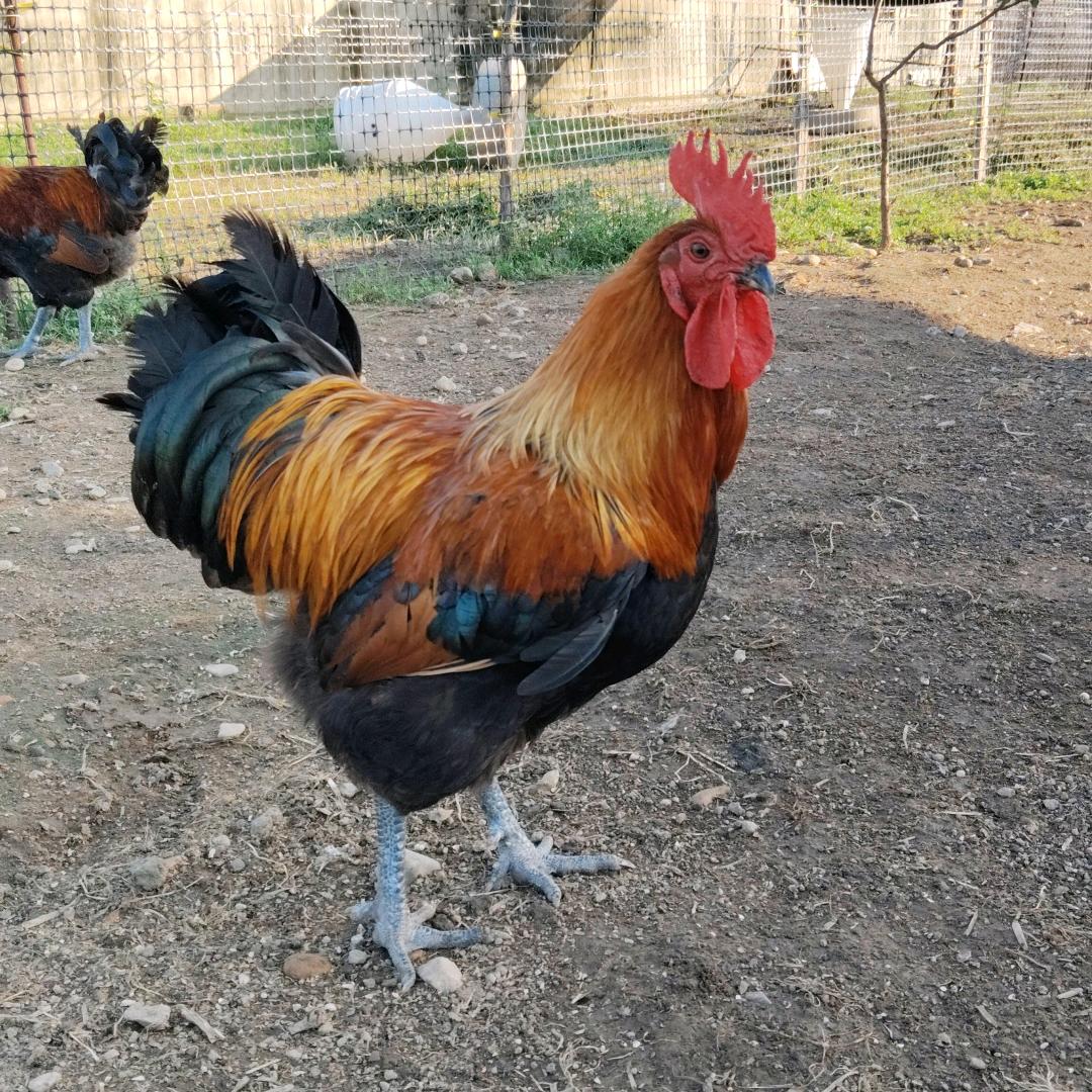 辽阳陈大胖农副产品