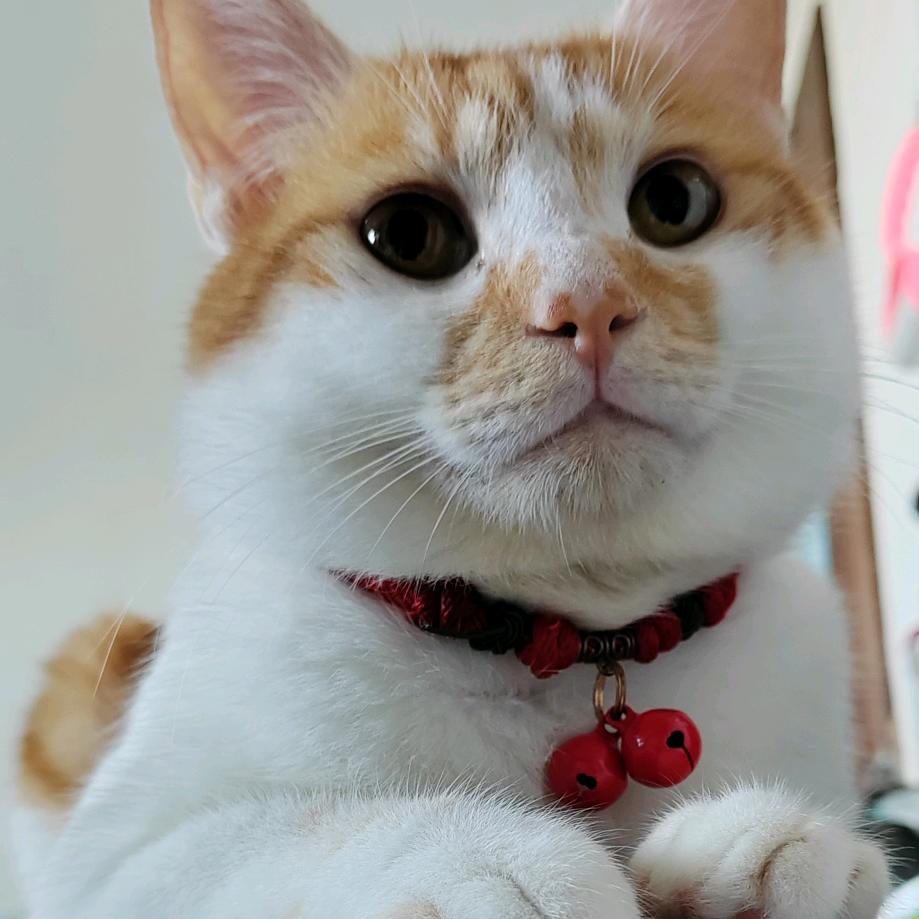 大咪是只猫