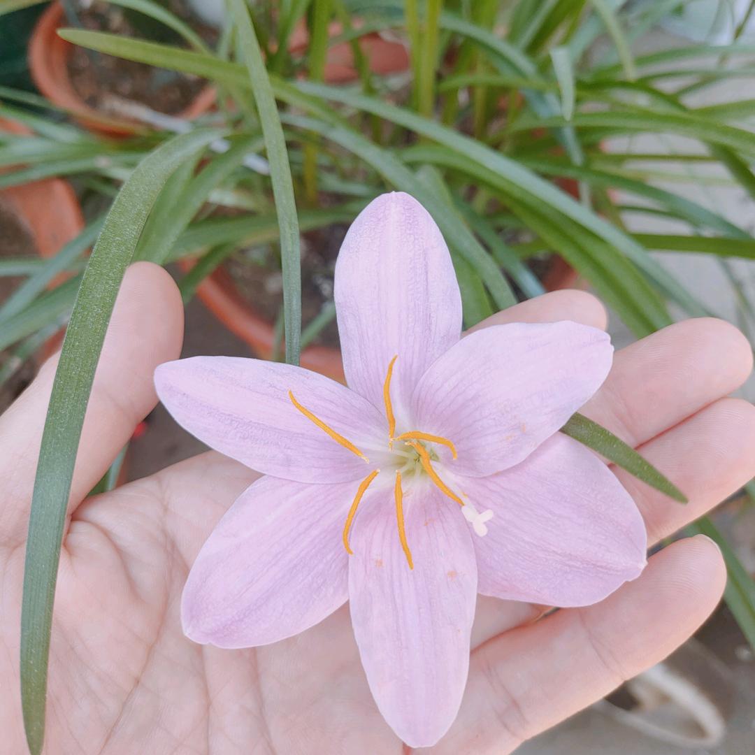 一枝独秀