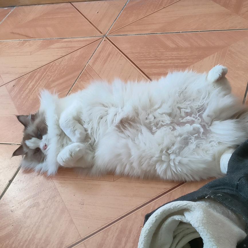 西格玛男人🥰