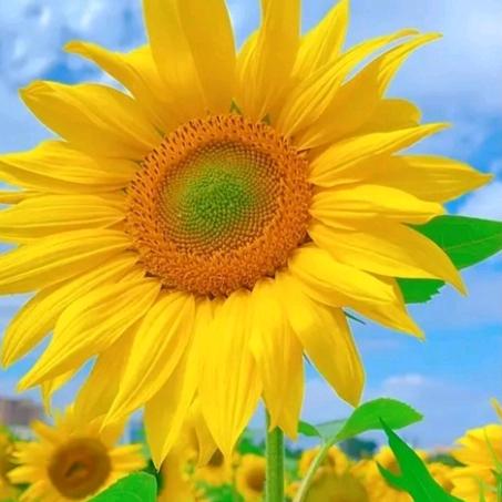 🌻向日葵好物优选