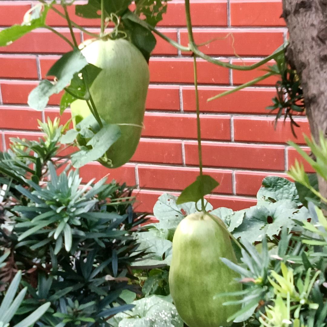 难得糊塗
