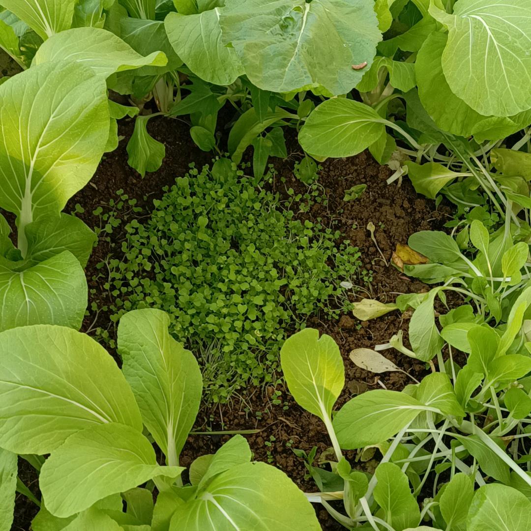 懒虫的菜园子