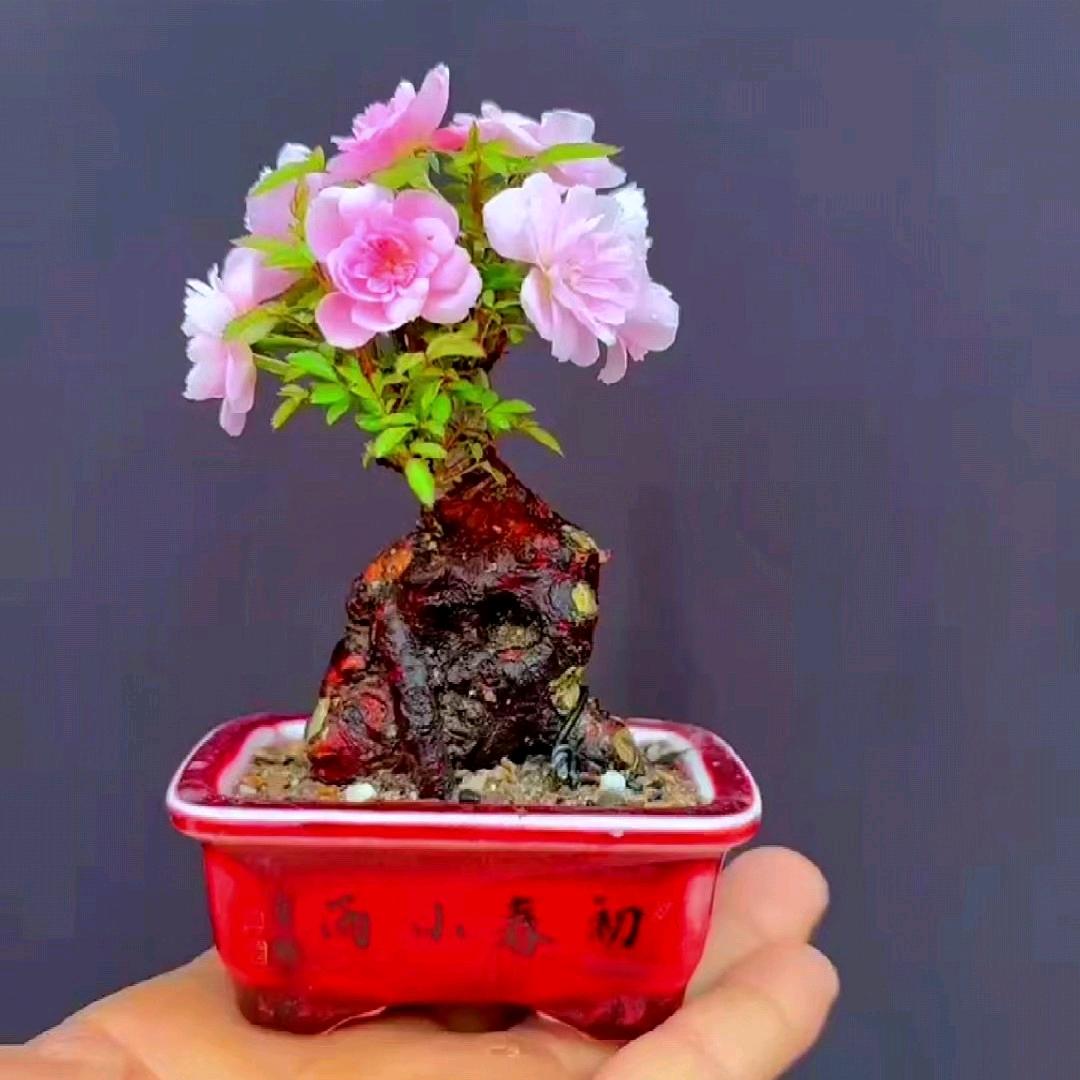 一宸（微景盆栽）