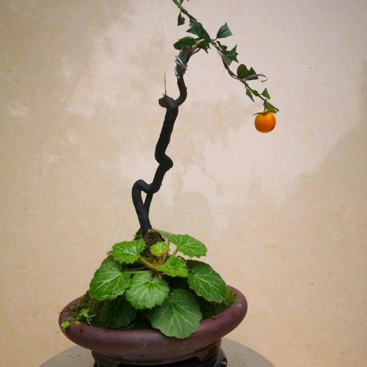 @金弹子盆景园艺