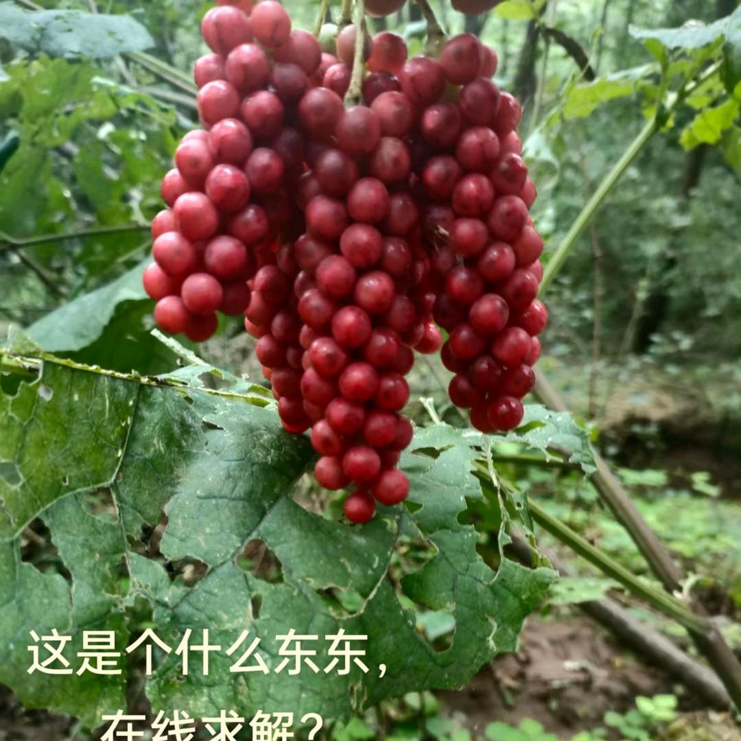 以琳