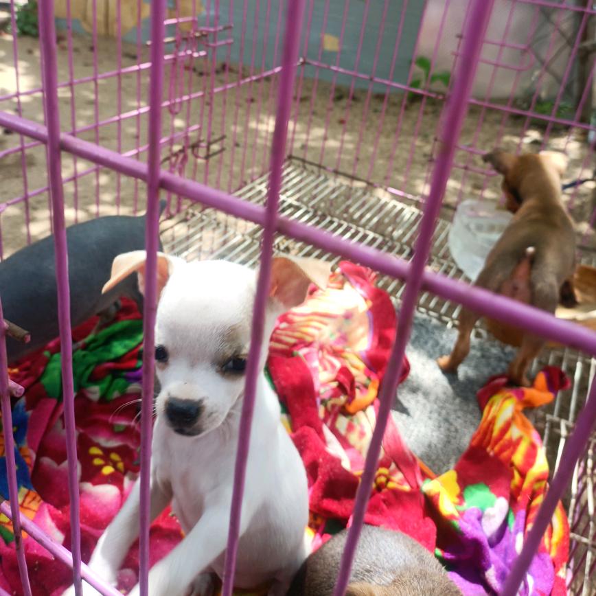 小鹿犬养殖