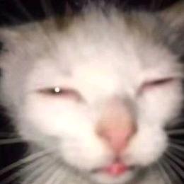 嘉豪