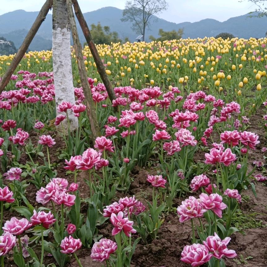 小小涂