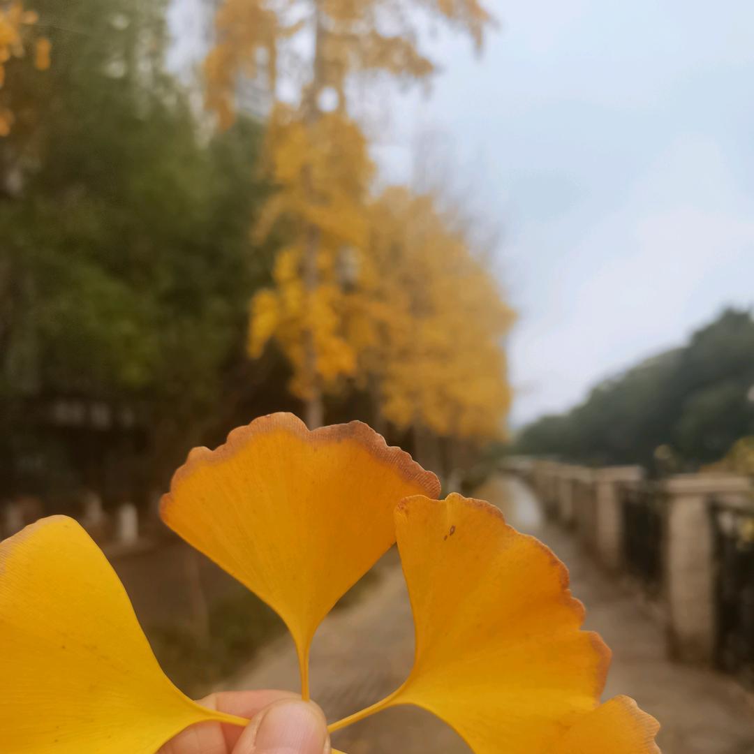 会琼