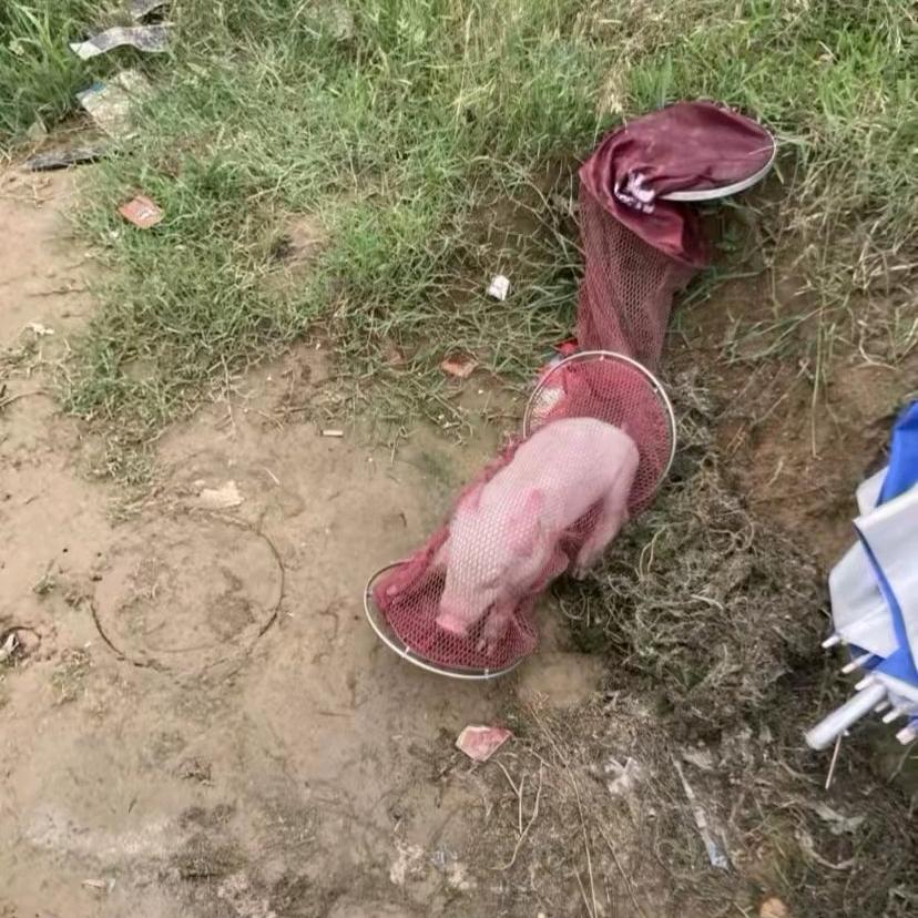 小熊钓鱼不空军