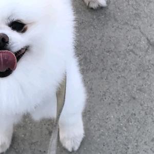 鱼香肉丝吧