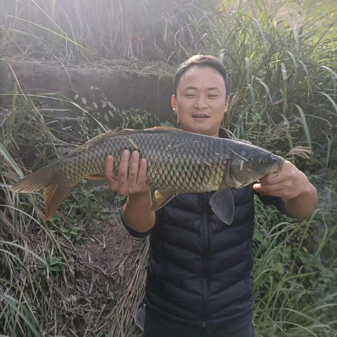 杰伢子窝料