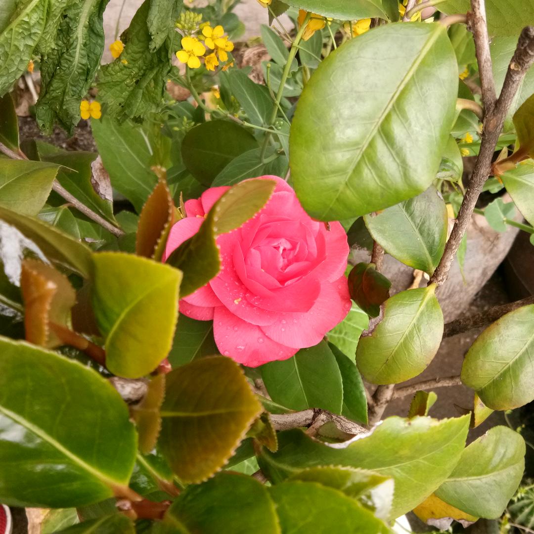 猜猜我是谁（静待花开）
