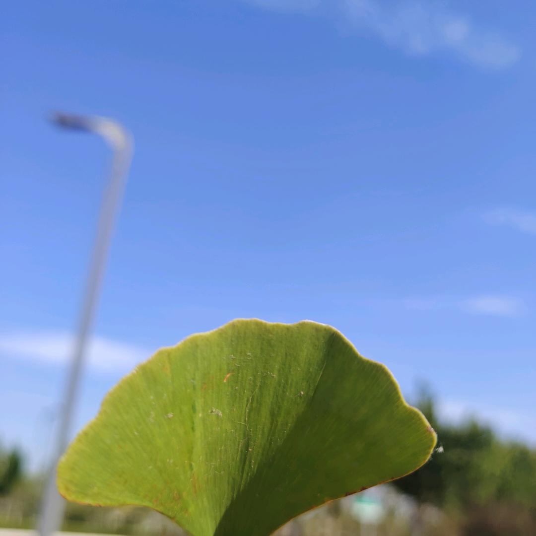 橙子🍊🍊🍊🍊