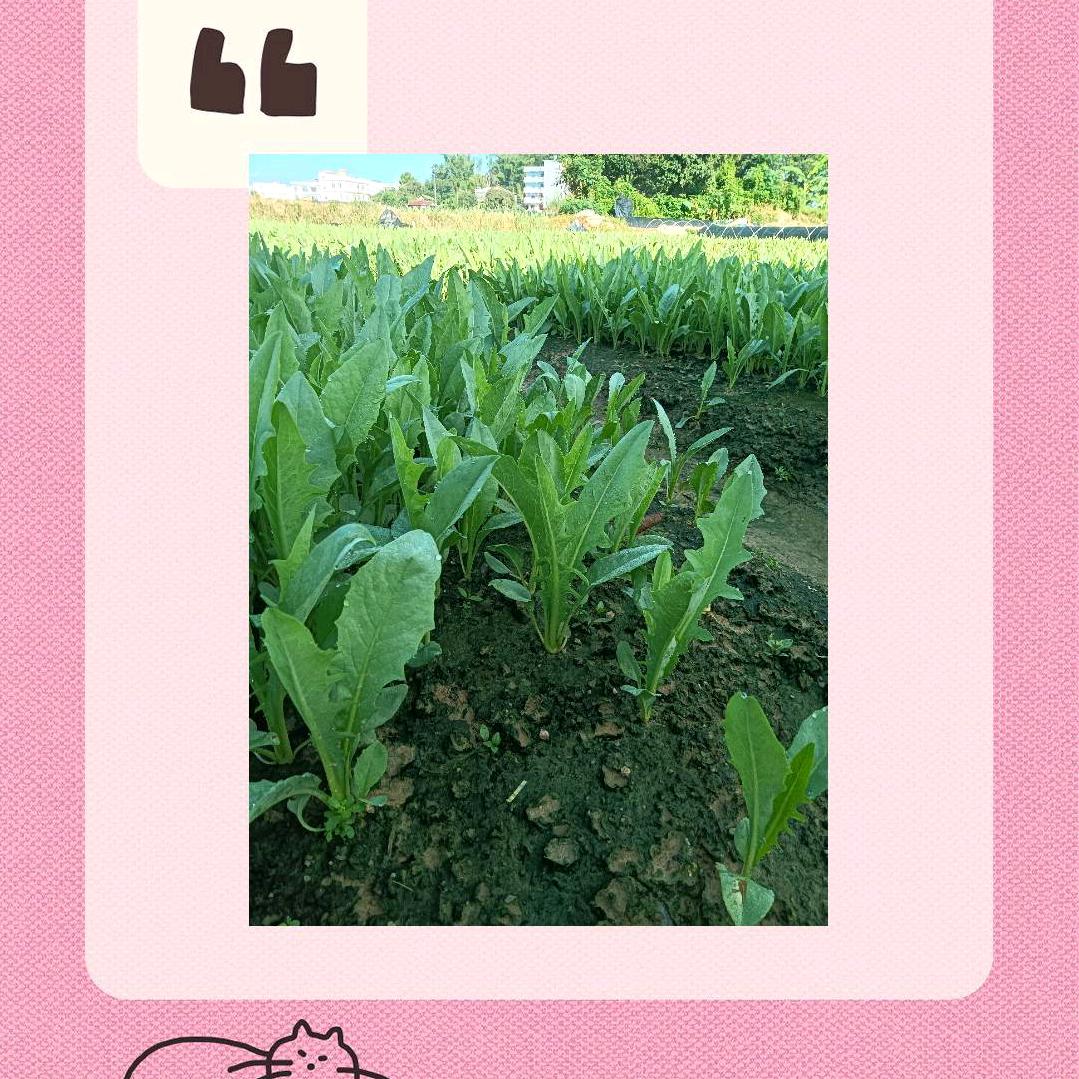 正宗博白甜麦苗育苗基地