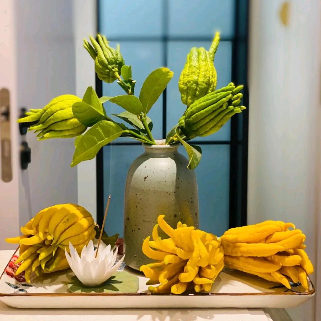 滇南本草“缘果”