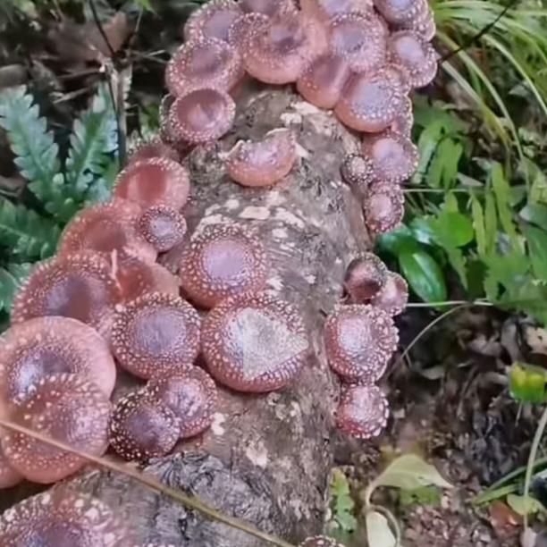 开门见山