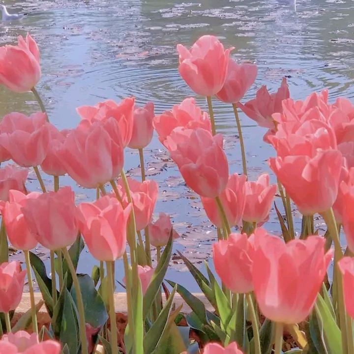 桃桃涛涛