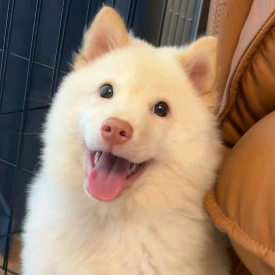 阿全寻犬