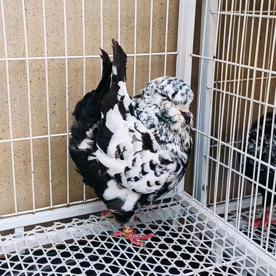 a辉煌鸽舍＜信鸽＞＜观赏鸽＞