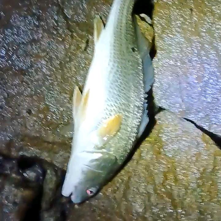 高天流云