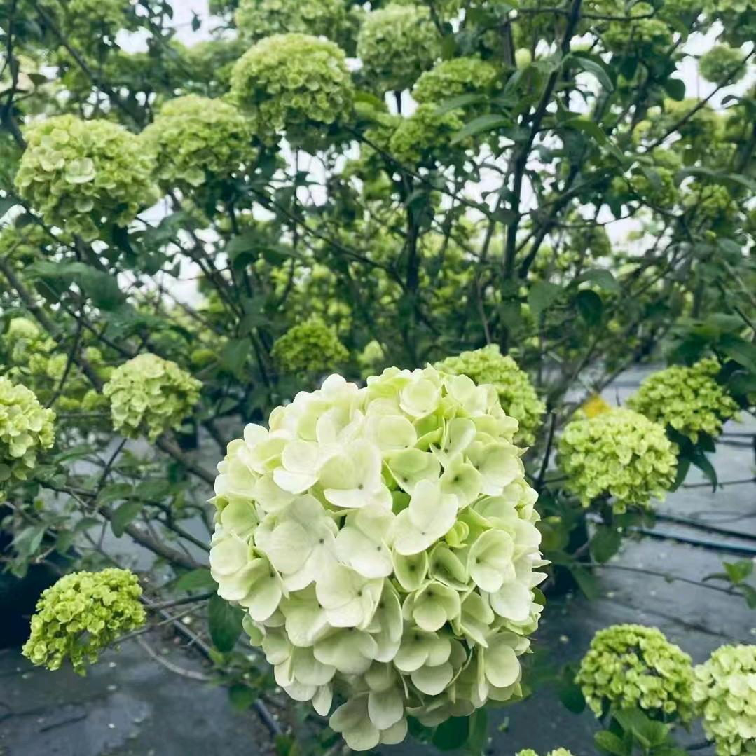 旭藤花木
