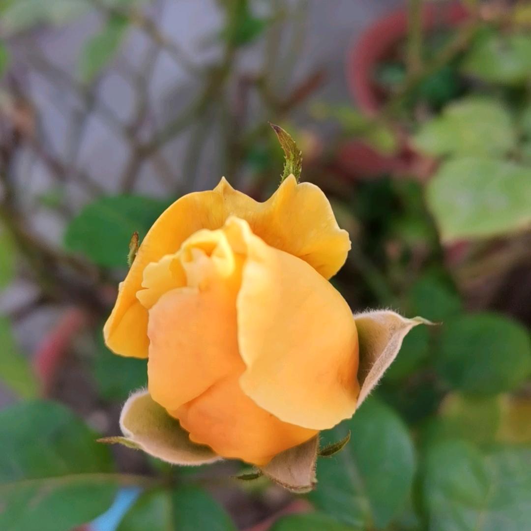小雪花🌸