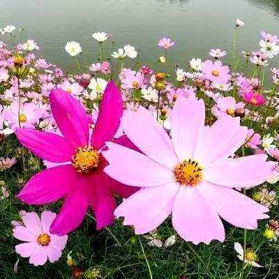 倾听~花开雨落