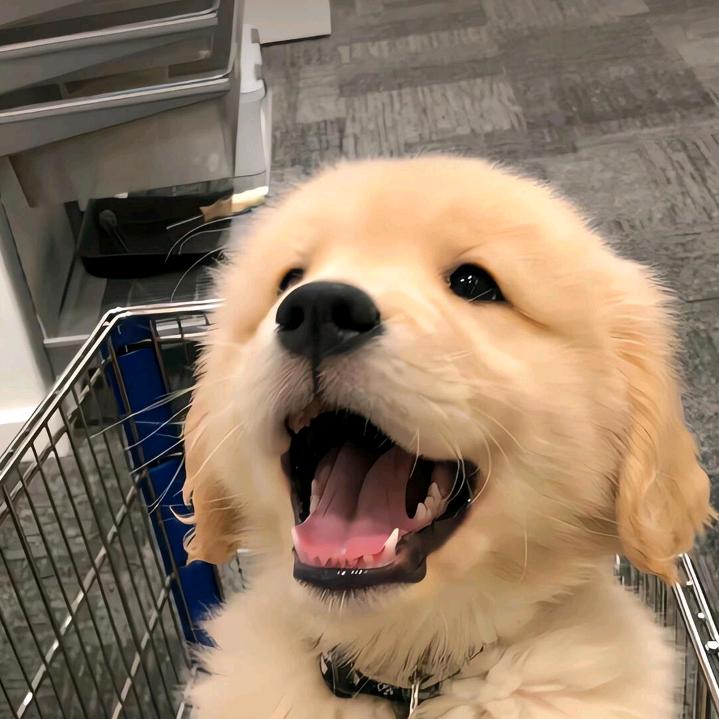 我与蘑菇🍄不共戴天