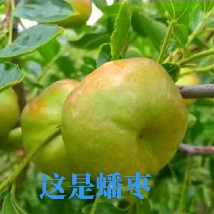 俊轩专营店